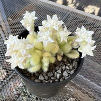 セダム,カシミヤヒントニー,カシミヤ ヒントニー,多肉植物,セダム属の画像