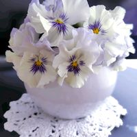 レウィシア,パンジー ふわふりる,花のある暮らし,いつもありがとう❤️,かもめさんのレース✨の画像