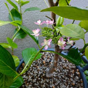 クチナシ,クチナシ,アボニア アルストニー,アボニア アルストニー,紫陽花　あじさい　アジサイの画像