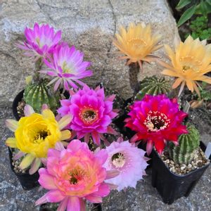サボテン,花サボテン,サボテンの花,さぼてんの花の画像