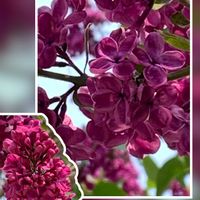 ライラック,リラ,赤い花,紫の花,ピンクの花の画像