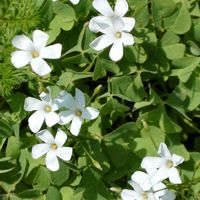 ビオラ,カタバミ,イモカタバミ,寄せ植え,いつもありがとう♡の画像