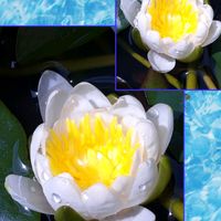 イキシア,ユキノシタ,ナガバオモダカ,温帯スイレン,カキツバタ 白鷺の画像