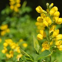 ハマナス,センダイハギ,マルバダケブキ,植物園,山野草の画像