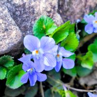 スミレ,野草,登山,季節の花,花のある暮らしの画像