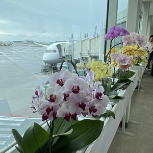 胡蝶蘭,花のある暮らし,沖縄,GW,お花は癒しの画像