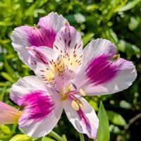 アルストロメリア,花のある暮らし,ありがとう❤️,花に魅せられて,小さな庭の画像