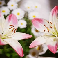 ユリ,かわいい,可愛い,ピンク,ピンクの花の画像