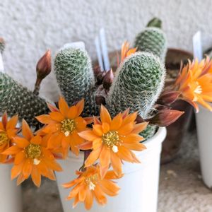 サボテン,アルビフローラ,レブチア　クルシゲラ,Rebutia heliosa v. albiflora,今日の一枚の画像