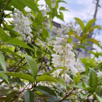 ウツギ,庭の花,小さな庭,玄関アプローチ,庭の画像