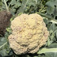 カリフラワー,お野菜,GS 大好き,がんばろう！,いい事ありますようにの画像
