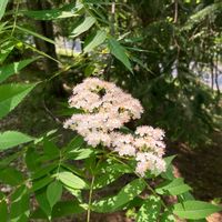 ナナカマドの画像