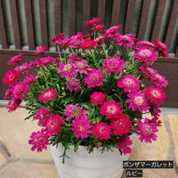 マーガレット,サントリーフラワーズ,花のある暮らしの画像