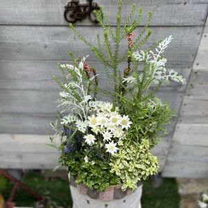 寄せ植え,ガーデニング,リメイク,今日の一枚,オーダー品の画像