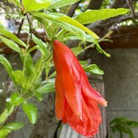 ザクロ,庭の画像