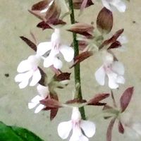 エビネ,新緑の季節,山の遅い春,山梨の家の画像