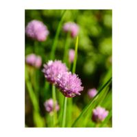 チャイブ,ハーブ,植木鉢,ヒガンバナ科,葉菜の画像