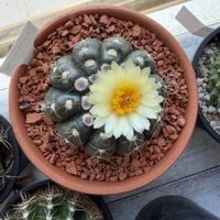サボテン,お花,トゲトゲの画像