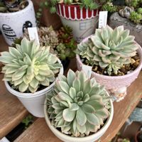 女雛錦,多肉植物,多肉寄せ植え,エケベリア属,多肉棚の画像