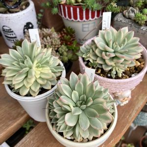 女雛錦,多肉植物,多肉寄せ植え,エケベリア属,多肉棚の画像