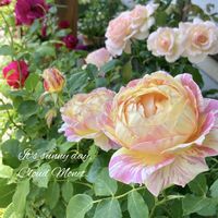 トーマスエイベケット,薔薇 クロード・モネ,大好き,バラ 鉢植え,デルバールの画像