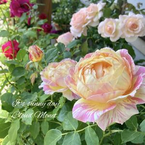 トーマスエイベケット,薔薇 クロード・モネ,大好き,バラ 鉢植え,デルバールの画像