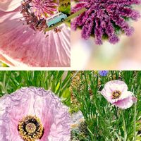 マトリカリア,マトリカリア,斑入白鳥花,斑入白鳥花,ニーレンべルキアの画像