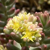 オーロラ,セダム属,咲いた！,花のある暮らし,つぶつぶの画像