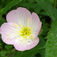 アメリカフウロ,ネモフィラ,昼咲き月見草,地植え,我が家の庭の画像