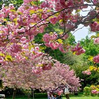 アロニア,スズラン,ライラック,八重桜,スミレ 白の画像