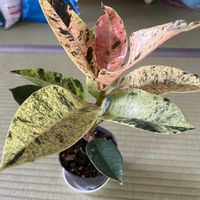 フィカス,フィカス,フィカス・エラスティカ,観葉植物の画像