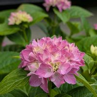 スイカズラ,ラズベリーの花,コレオプシス ソランナ,紫陽花白寿紅,花のある暮らしの画像