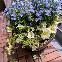 ロベリア,アイビー,バロータ,サフィニア,寄せ植えの画像