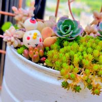 シャクヤク,虹の玉,オルレア,多肉植物,大好きの画像