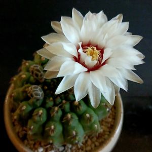 サボテン,ギムノカリキウム瑞昌玉,竜頭かもしれない,多肉植物,サボテンの花の画像