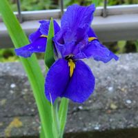 ハナショウブ,春のお花,春到来！,キュートなお花,青い花マニアの画像