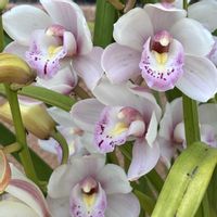 シンビジュウム✨,初心者,可愛い,綺麗な花,玄関アプローチの画像