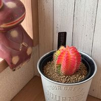 サボテン,ギムノカリキウム,観葉植物,多肉大好き,多肉女子の画像