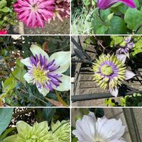 白万重,クレマチス・ピエネッタ,クレマチス 白万重,花炎,大河の画像