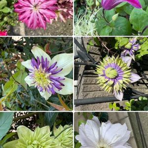 白万重,クレマチス・ピエネッタ,クレマチス 白万重,花炎,大河の画像