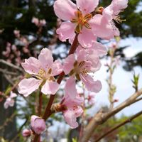 モモの画像