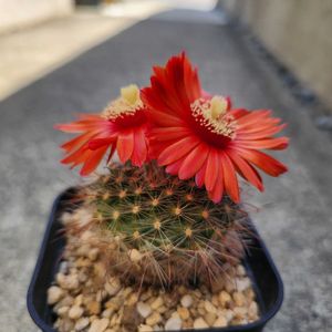 月宮殿,エピテランサ 小人の帽子,サボテンの花,トゲトゲ,さぼてんの画像