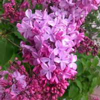 ムスカリ,ライラック,リラ,百合が原公園,札幌からの画像