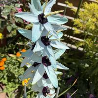 イキシア,イキシア ビリディフローラ,花のある暮らし,球根から,庭の画像