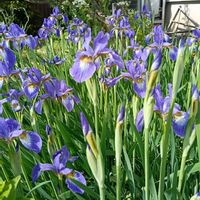 アヤメ,広い庭の画像