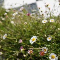 エリゲロン,エリゲロン,花壇,グランドカバー,白い花の画像