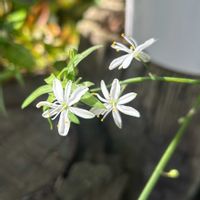 オリヅルラン,小さな庭の画像