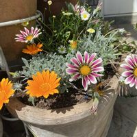 ガザニア,ブラキカム,ガザニア シルバーリーフ,寄せ植え,花のある暮らしの画像