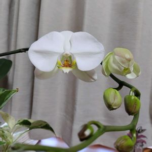 胡蝶蘭,薔薇,トラディスカンティア,菊（マム）,愛媛県の画像