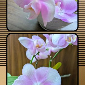 胡蝶蘭,胡蝶蘭,可愛いお花達,世界に平和を,いつもありがとう(^-^)の画像